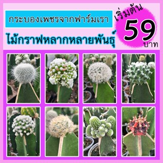 ไม้กราฟหลากหลาย เริ่มต้น 59 บาท ราคาเบาๆ แคคตัส กระบองเพชร (ส่งแบบล้างราก) ไม้กราฟ กราฟไม้ ไม้ต่อหัว กระบองเพชร