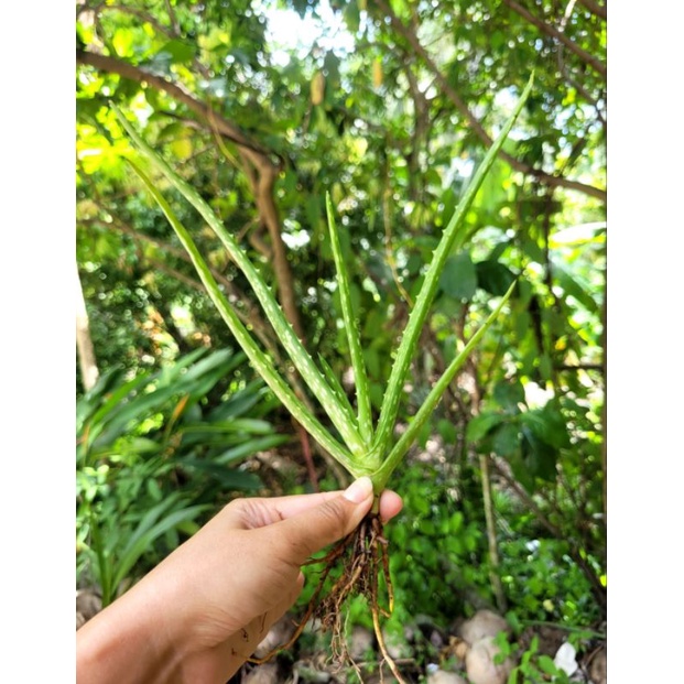 《พร้อมส่ง》ต้นว่านหางจระเข้ นำไปปลูก