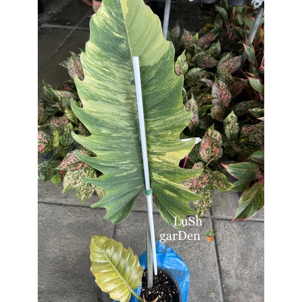 Philodendron Caramel Marble พิณนาคด่าง ไม้วางข้อ 3 ใบ 1 หลอด 🪴🪴 ด่างสวย ด่างจัด(Philodendron Caramel