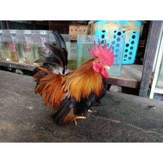 ไข่เชื้อไก่เเจ้สีป่าเหลือง ขาสั้นตอ เชื้อแรงๆ100% ชุด1ฟอง