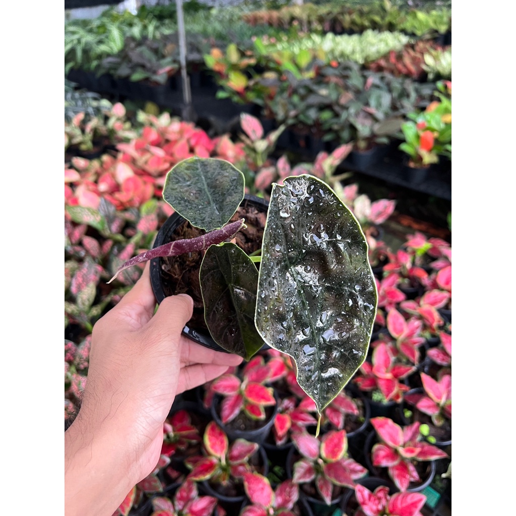 มุมมอง 4