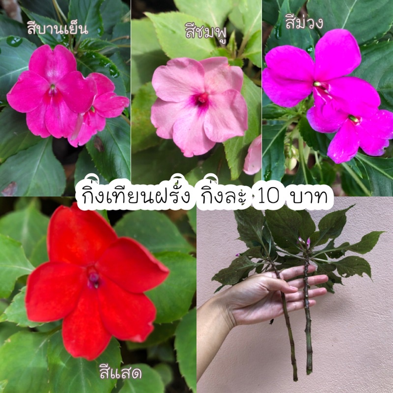กิ่งเทียนฝรั่ง เทียนญี่ปุ่น ขายแบบกิ่งพร้อมชำ กิ่งละ 10 บาท ออเดอร์ละ 5กิ่ง