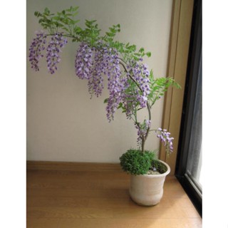 เมล็ดพันธุ์ วิสเทอเรีย บอนสี Wisteria Sinensis flower seeds บรรจุ 10 เมล็ด เมล็ดพันธุ์แท้ ต้นไม้มงคล ต้นไม้ฟอกอากาศ