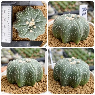 แอสโตรไฟตัม ปลาดาว ISW โออิโบะ  ฟูจิโนริ ยามาโมโตะ Star shape Astrophytum Cactus กระบองเพชร