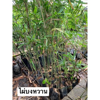 ไผ่บงหวานเมืองเลย ไผ่หวานเมืองเลย Bambusa Sp. "Gramineae" พร้อมส่ง