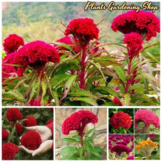 เมล็ดพันธุ์ สร้อยไก่ บอนสี Celosia cristata Flower Seeds บรรจุ 200 เมล็ด เมล็ดพันธุ์แท้ ต้นไม้มงคล ต้นไม้ฟอกอากาศ