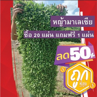 05 ลดราคาสุดๆ มีของแถม หญ้ามาเล เซีย ซื้อ15แถมฟรี1 หญ้าปูสนาม จัดสวน ที่ร่ม รำไร ขนาด50x100 cm