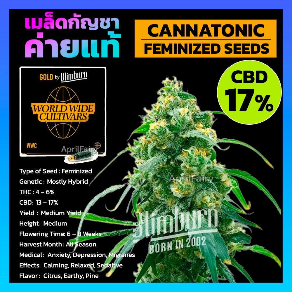 เมล็ดพันธุ์กัญชา Cannatonic FEMINIZED แคนนาโทนิก เพศเมีย เมล็ดกัญชานอก CBD สูง 17% เมล็ดค่าย Blimbur