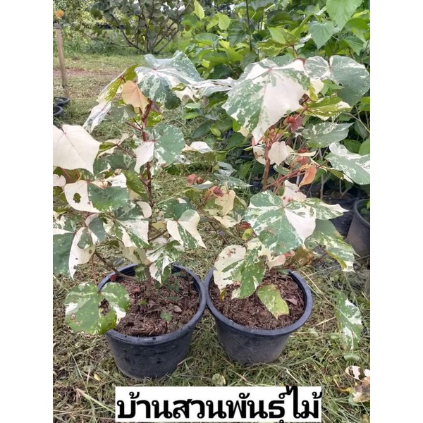 ต้นโพธิ์เจ็ดสี กระถาง 10 นิ้ว