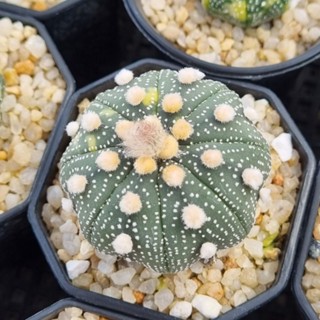 astrophytum​ไซส์ให้ดอก