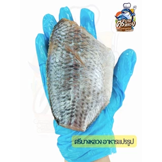 ปลานิลแดดเดียว​ ไซส์​ 7-8ตัว/โล