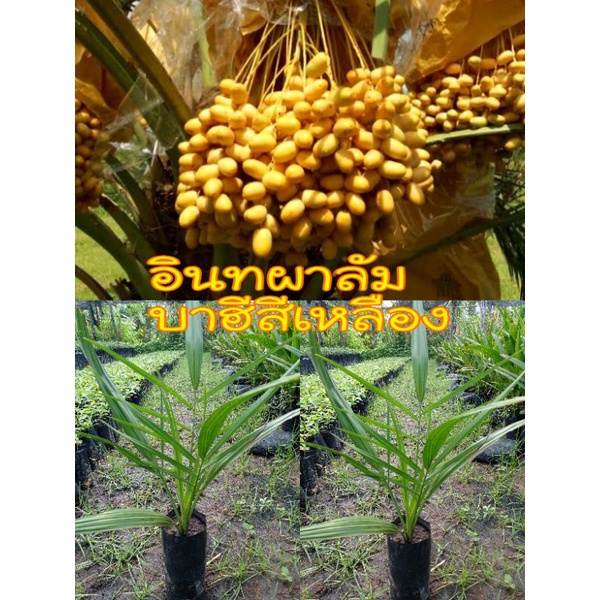 ต้นอินทผาลัม บาฮีสีเหลืองพร้อมส่ง(ซื้อ10แถ1)รับประกันชำรุดเคลมฟรี
