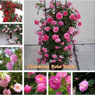 จัดส่งในพื้นที่ พร้อมสต็อก ปีนเมล็ดกุหลาบ Climbing Rose Seeds 100pcs เมล็ดพันธุ์ บอนสี เมล็ดดอกไม้ เมล็ดบอนสี บอนสีหายาก