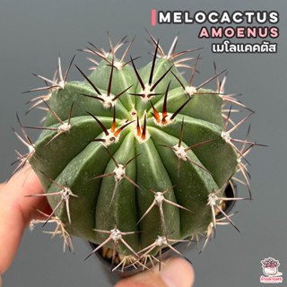 เมโลแคคตัส Melocactus Amoenus แคคตัส กระบองเพชร cactus&amp;succulent