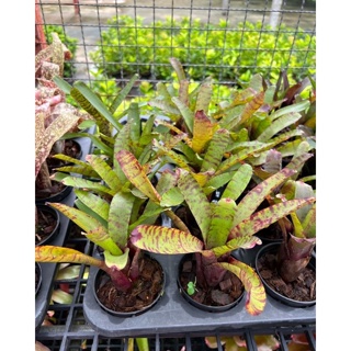 #สับปะรดสี #บรอมีเลียน (Bromelia) Neoregilia Carcharodon tiger   ไม้ประดับ ต้นไม้มงคล ต้นไม้เสริมดวง ต้นไม้