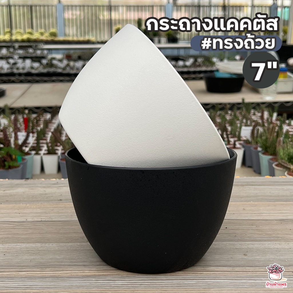 กระถางแคคตัสทรงถ้วย 7 นิ้ว กระถางพลาสติก แคคตัส กระบองเพชร ไม้อวบน้ำ Cactus&Succulent