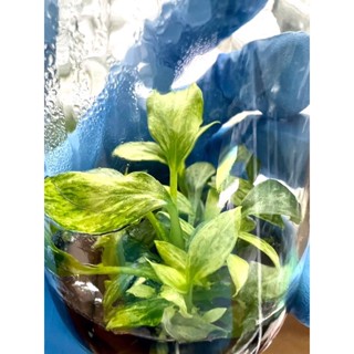 📣homalomena rubescens variegated (เสน่ห์จันทร์บุษราคัมด่าง) ขวดรวม8oz❗️