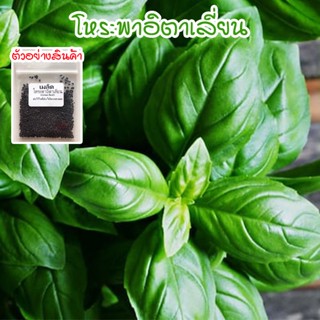 โหระพาฝรั่ง โหระพาอิตาเลี่ยน  เบซิลใบใหญ่ เมล็ดพันธุ์ 50-400 เมล็ด 
Italian Basil ปลูกง่าย โตเร็ว [ซื้อ 10 แถม 1 คละได้]