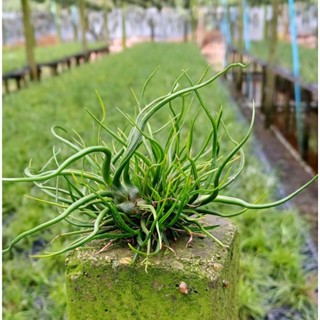 Tillandsia bulbosa clump