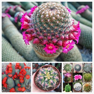 เมล็ดพันธุ์ โอพันเทีย บอนสี Cactus Mixed flower seeds บรรจุ 50 เมล็ด เมล็ดดอกไม้ ไม้ประดับ เมล็ดพันธุ์พืช ต้นดอกไม้