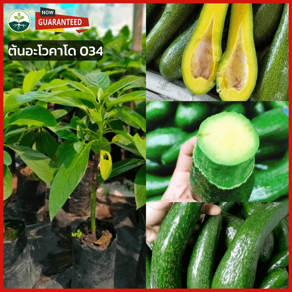 ต้นอะโวคาโดพันธุ์ 034 แบบเพาะเมล็ด นำเข้าจากเวียดนาม สูง 60–80 ซม. ปลูกง่าย เจริญเติบโตดี ให้ผลผลิตสูง