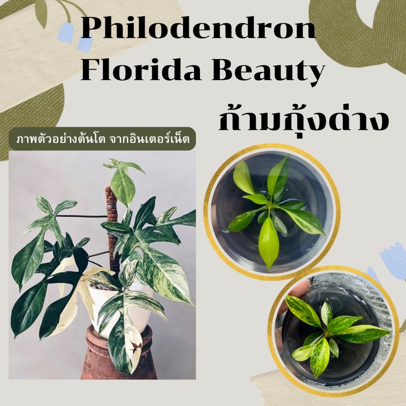 เนื้อเยื่อฟิโลเดนดรอน ก้ามกุ้งด่าง (Philodendron Florida Beauty) - ต้นแข็งแรงลายสวยมีรากพร้อมปลูก