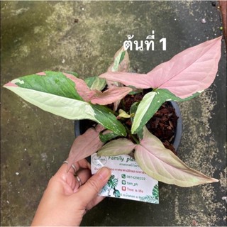 ไตรคัลเลอร์ต้นเงินไหลมา 3 สี