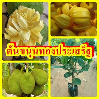 ขนุนทองประเสริฐ เนื้อหนา เนื้อเยอะ หวานหอม ต้นพันธุ์ทาบกิ่งสูง 40-50 ซม.แข็งแรงพร้อมปลูก