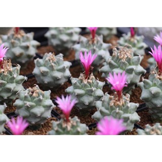 Turbinicarpus alonsoi ไม่เพาะเมล็ด ขนาด 2.5-4 cm.