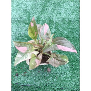 ต้นเงินไหลมาด่างชมพู  (Syngonium Pink Splash) ต้นไม้มงคล เงินไหลมา พร้อมเลื้อยขึ้นหลัก