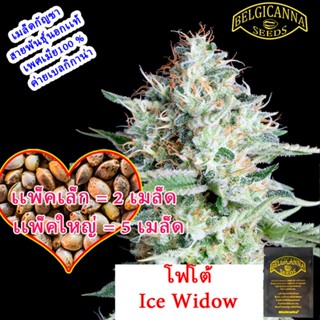 Ice Widow ไอซ์วิโดล โฟโต้ นอก+เมีย100 เปอร์เซ็น