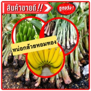 #สินค้าขายดี#🍌หน่อกล้วยทองขี้ผึ้ง (2หน่อ/แพ็ค) กล้วยทองเสา กล้วยเรียน หน่อขุดสด หน่อกล้วยหายาก ของดีทางภาคใต้