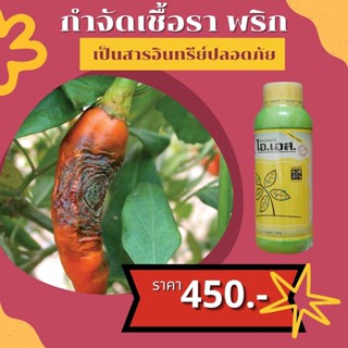พริกใบด่าง โรคกุ้งแห้ง กำจัดโรคพริก จากเชื้อราต่างๆ ปลอดสารพิษ ไอเอส และ FK-T(ใช้ได้ทุกพืช)โดย FK