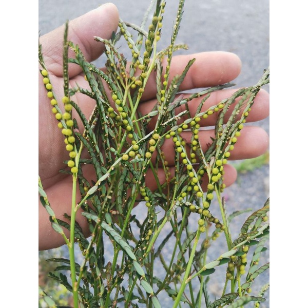 ลูกใต้ใบ ต้นใต้ใบ หรือ หญ้าใต้ใบ พร้อมปลูก แถมทุกออเดอร์