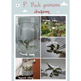 🌿ฟิโลเดนดรอน พิงค์ปริ๊นเซส🌺 (PHILODENDRON PINK PRINCESS )🌺 เพาะเลี้ยงเนื้อเยื่อ