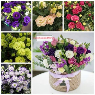 เมล็ดบอนสีแท้ บอนสี 300เมล็ด Eustoma grandiflorum seed flower บอนสีแปลกๆ ดอกไม้ปลูกสวยๆ ต้นไม้มงคล5ต้น100 ต้นไม้มงคลสวยๆ