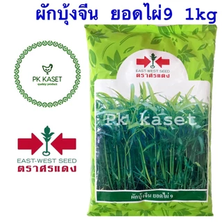 เมล็ดผักบุ้ง ยอดไผ่ 9 ขนาด 1 kg ผักบุ้ง ศรแดง ใบเรียวเล็ก สีเขียวสด ลำต้นตรง ไม่แตกแขนง ของใหม่