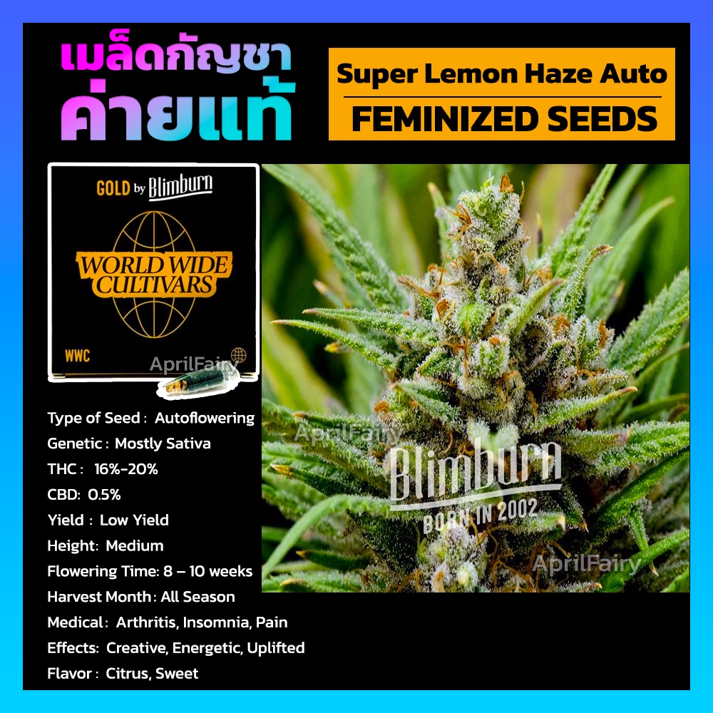 เมล็ดพันธุ์กัญชา SUPER LEMON HAZE AUTO FEMINIZED ออโต้ เพศเมีย เมล็ดกัญชานอก เมล็ดค่าย Blimburnseeds