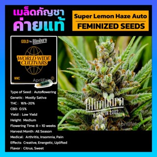 เมล็ดพันธุ์กัญชา SUPER LEMON HAZE AUTO FEMINIZED ออโต้ เพศเมีย เมล็ดกัญชานอก เมล็ดค่าย Blimburnseeds แบ่งขาย