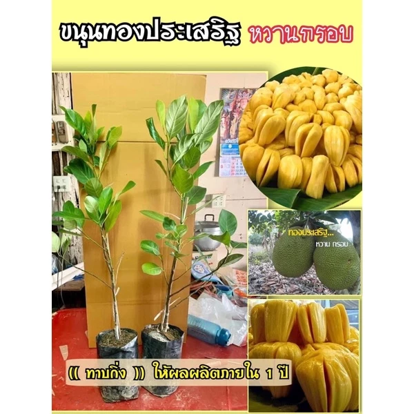 #ต้นขนุนทองประเสริฐ ((ราชาขนุน )) (ต้นทาบกิ่ง) สูงราว30-70เซน 1 ปีติดผล