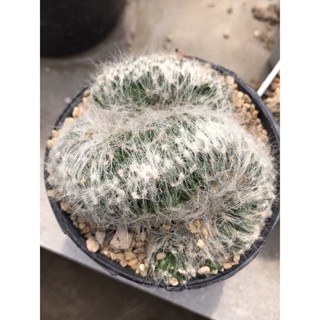 บูมิไอคริส Mammillaria baumii cristata