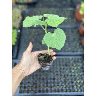 Japanese Cucumber 🥒 Baby Plant ต้นกล้าแตงกวาญี่ปุ่น