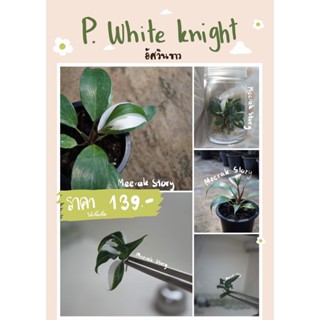 🌼 ต้นฟิโลเดนดรอน ไวท์ไนท์ 🌼 (Philodendron White Knight) อัศวินขาว ไม้เพาะเนื้อเยื่อแบบขวด🌱