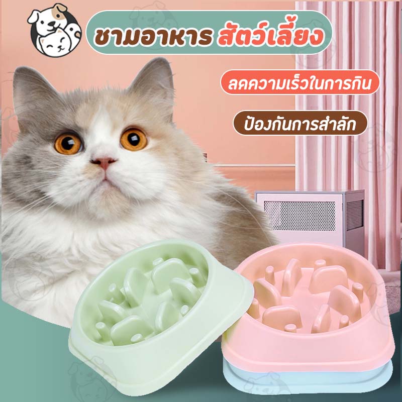 ชามอาหารสัตว์เลี้ยง สุนัข แมว แบบชะลอการกิน Slow Feed Bowl ถ้วยอาหารแมว NE