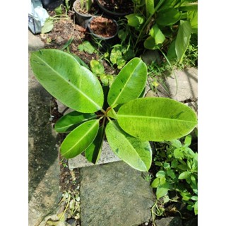 ยางอินเดียด่างลายหินอ่อน🌱ficus elastica Shivereana