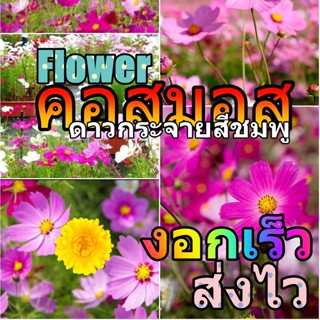 เมล็ดพันธุ์ ดอกดาวกระจาย สีชมพู 200 เมล็ด ดอกคอสมอส ปลูกง่าย ทนร้อนโตไว Pink Gloria Cosmos Flower Seed เมล็ดพันธุ์นำเข้า