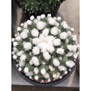 อิรุซามุปุยหิมะ ปุยฟูๆแน่นๆต้นใหญ่ Mammillaria Erusamu