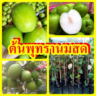 ต้นพุทรานมสด ต้นพันธุ์ทาบกิ่งสูง 40-50 ซม. ปลูกง่าย โตเร็ว 1 ปีติดผล รับประกันพันธุ์แท้ 100%