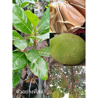 (รับ1ต้น)(เสียบยอด) #ขนุนเพชรโอรส ขนุนกลิ่นสละ เนื้อแน่นหอมหวาน🏡แฮปปี้