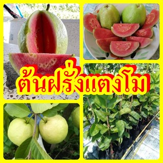 ฝรั่งแตงโม ฝรั่งแดงไต้หวัน  ต้นพันธุ์ทาบกิ่งสูง 40-50 ซม. ปลูก 6 เดือนได้ทานลูก